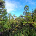 Terceira Island- Rocha de Chambre Trail